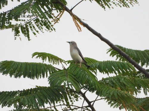 นกกิ้งโครงแกลบหัวเทา · Chestnut-tailed Starling · Sturnia malabarica