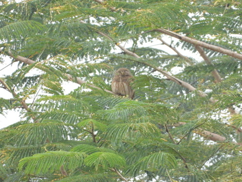 นกเค้าโมง · Asian Barred Owlet · Glaucidium cuculoides