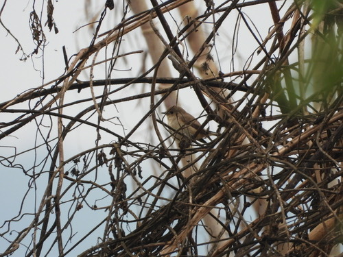 นกจับแมลงคอแดง · Taiga Flycatcher · Ficedula albicilla