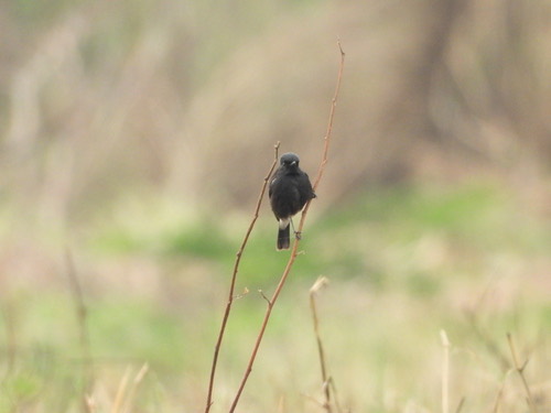 นกยอดหญ้าสีดำ · Pied Bushchat · Saxicola caprata