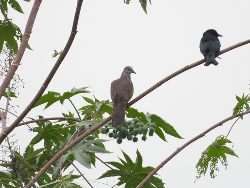 นกเขาใหญ่ · Spotted Dove · Spilopelia chinensis