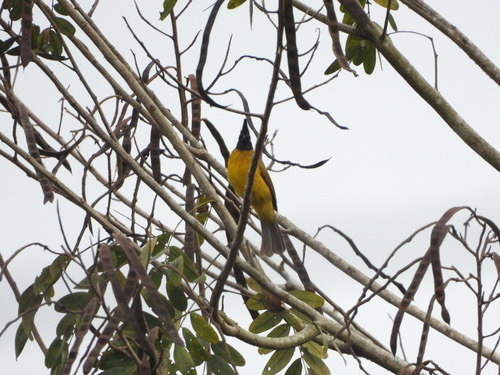 นกปรอดเหลืองหัวจุก · Black-crested Bulbul · Rubigula flaviventris