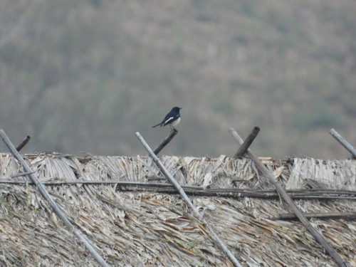 นกกางเขนบ้าน · Oriental Magpie-Robin · Copsychus saularis