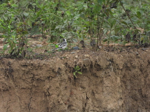 นกอุ้มบาตร · White Wagtail · Motacilla alba