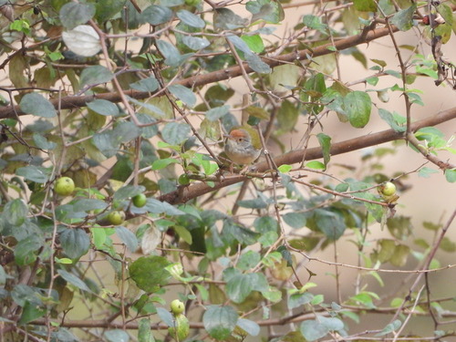 นกกระจิบธรรมดา · Common Tailorbird · Orthotomus sutorius