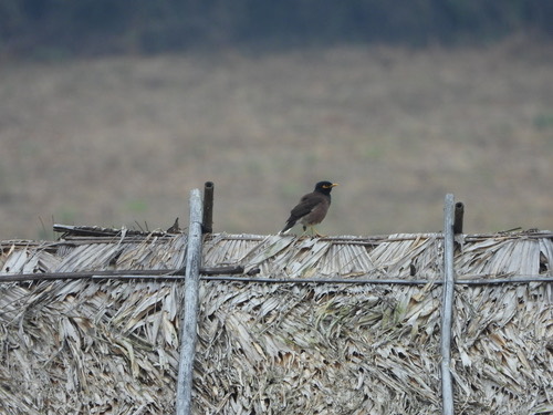 นกเอี้ยงสาริกา · Common Myna · Acridotheres tristis