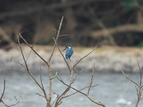 นกกระเต็นน้อยธรรมดา · Common Kingfisher · Alcedo atthis