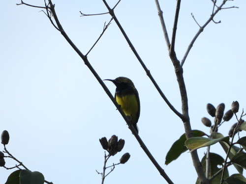 นกกินปลีอกเหลือง · Ornate Sunbird · Cinnyris ornatus