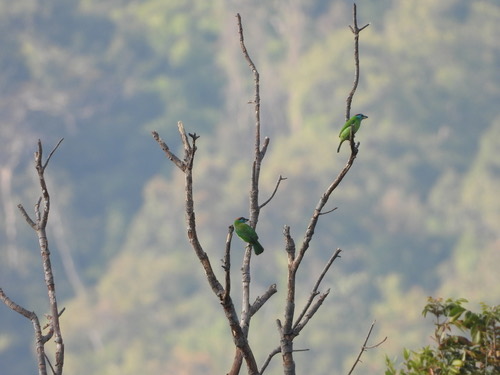 นกโพระดกคอสีฟ้า · Blue-throated Barbet · Psilopogon asiaticus