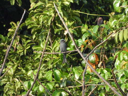 นกแซงแซวสีเทา · Ashy Drongo · Dicrurus leucophaeus