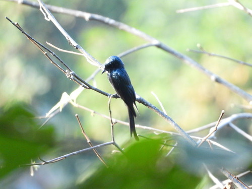 นกแซงแซวเล็กเหลือบ · Bronzed Drongo · Dicrurus aeneus