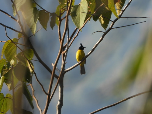 นกปรอดเหลืองหัวจุก · Black-crested Bulbul · Rubigula flaviventris