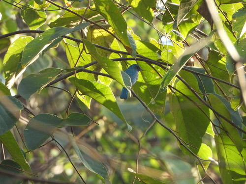 นกจับแมลงสีฟ้า · Verditer Flycatcher · Eumyias thalassinus