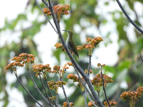 นกปลีกล้วยลาย · Streaked Spiderhunter · Arachnothera magna