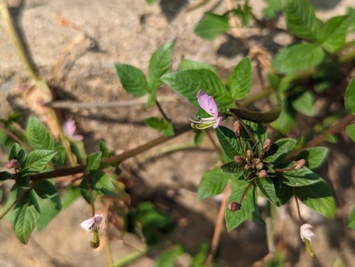 ผักเสี้ยนขน · Purple Cleome · Cleome rutidosperma