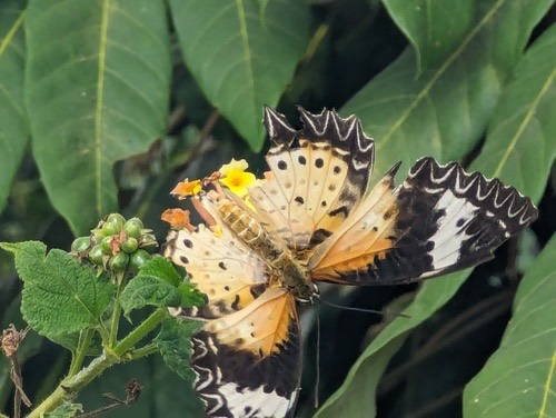 ผีเสื้อกะทกรกธรรมดา · Leopard Lacewing Butterfly · Cethosia cyane