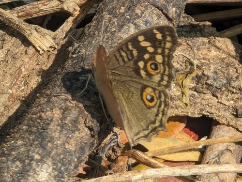 ผีเสื้อแพนซีสีตาล · Lemon Pansy · Junonia lemonias