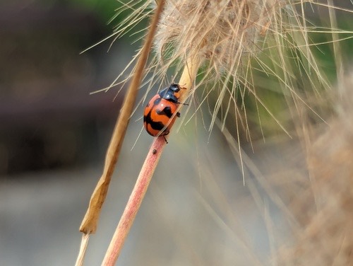 ด้วงเต่าลายขวาง · Small Transverse Ladybird Beetle · Coccinella transversalis