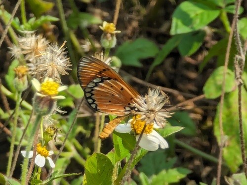 ผีเสื้อหนอนหนามกะทกรก · Tawny Coster · Acraea terpsicore