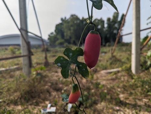 ตำลึง · Ivy gourd · Coccinia grandis