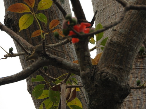 กระเล็นขนปลายหูสั้น · Himalayan Striped Squirrel · Tamiops mcclellandii