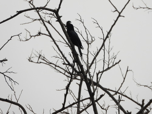 นกแซงแซวหางบ่วงใหญ่ · Greater Racket-tailed Drongo · Dicrurus paradiseus