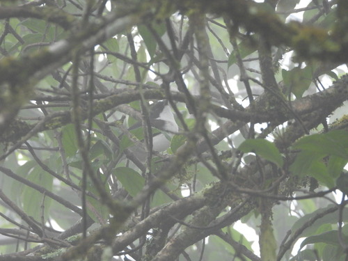 นกหางรำดำ · Black-backed Sibia · Heterophasia melanoleuca