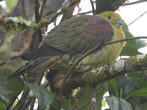 นกเปล้าหางพลั่ว · Wedge-tailed Green-Pigeon · Treron sphenurus