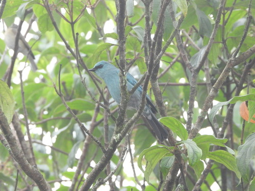 นกจับแมลงสีฟ้า · Verditer Flycatcher · Eumyias thalassinus