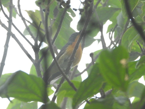 นกจับแมลงหลังสีเทา · Slaty-backed Flycatcher · Ficedula erithacus