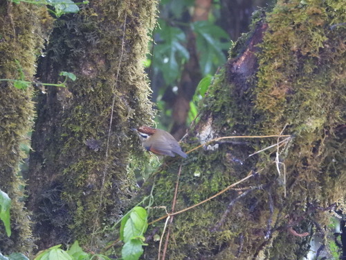 นกมุ่นรกหัวน้ำตาลแดง · Rufous-winged Fulvetta · Schoeniparus castaneceps