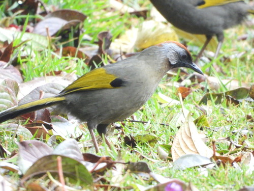 นกกะรางหัวแดง · Silver-eared Laughingthrush · Trochalopteron melanostigma