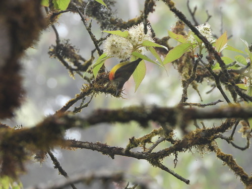 Mrs Gould's Sunbird (Scarlet-breasted) · Aethopyga gouldiae dabryii