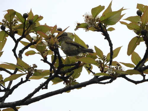 นกกระจิ๊ดแถบปีกสีส้ม · Buff-barred Warbler · Phylloscopus pulcher