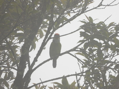 นกโพระดกคางเหลือง · Golden-throated Barbet · Psilopogon franklinii