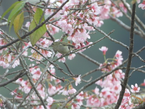นกกาฝากสีเรียบ · Plain Flowerpecker · Dicaeum minullum