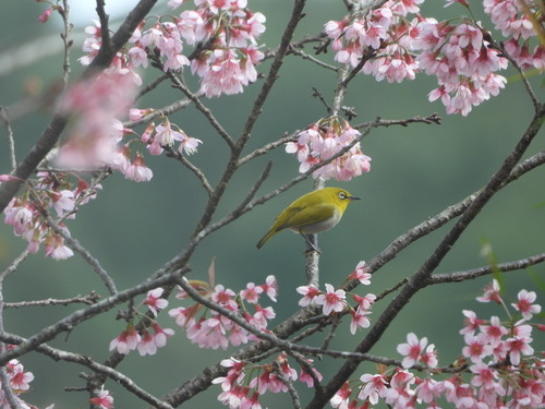นกแว่นตาขาวสีทอง · Indian White-eye · Zosterops palpebrosus