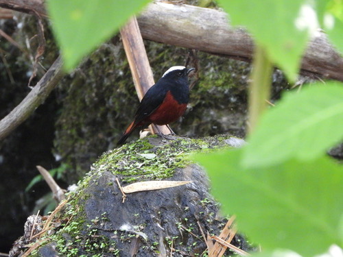 นกเขนหัวขาวท้ายแดง · White-capped Redstart · Phoenicurus leucocephalus