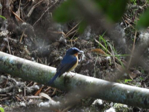 นกจับแมลงคอน้ำตาลแดง · Hill Blue Flycatcher · Cyornis whitei