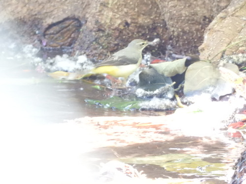 นกเด้าลมหลังเทา · Grey Wagtail · Motacilla cinerea