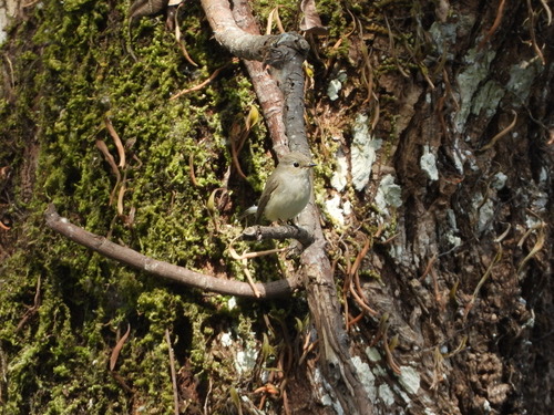 นกจับแมลงคอแดง · Taiga Flycatcher · Ficedula albicilla
