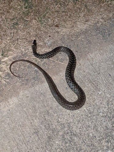 งูลายสอใหญ่ · Chequered Keelback · Fowlea piscator