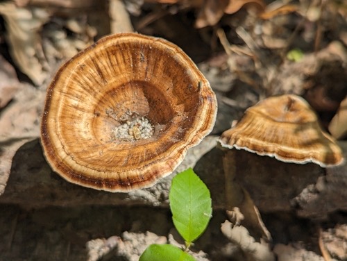 เห็ดกรวยทองตะกู · yellow stemmed micropore · Microporus xanthopus