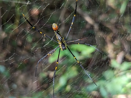 แมงมุมใยทองท้องขนาน · Giant Golden Orbweaver · Nephila pilipes