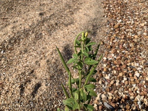 ผักเสี้ยนผี · Asian Spiderflower · Cleome viscosa