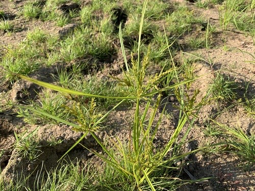 กกทราย · Rice flat-sedge · Cyperus iria