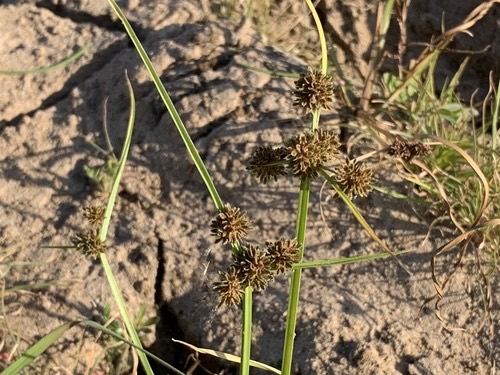 กกขนาก · Variable Flatsedge · Cyperus difformis