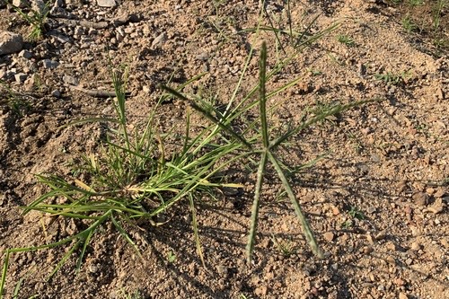 หญ้าตีนกา · Goose Grass · Eleusine indica
