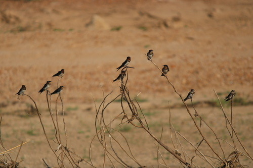 นกนางแอ่นบ้าน · Barn Swallow · Hirundo rustica