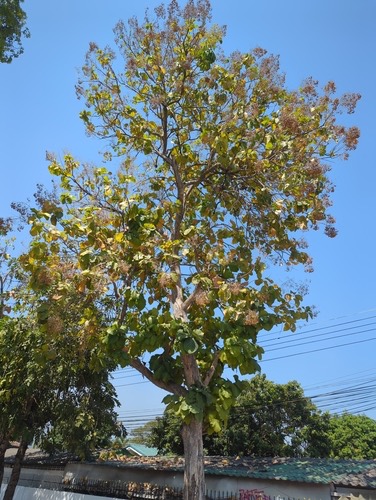 สัก · Teak · Tectona grandis